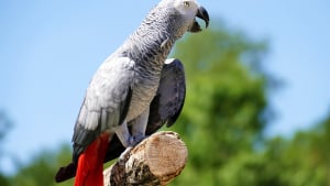 Quelle nourriture pour quel oiseau ? - Hello-birdy