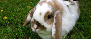 Illustration : "Ils écopent de 135€ d’amende pour avoir promené leur lapin en laisse"