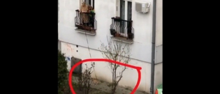 Illustration : "En Serbie, une femme promène son chien depuis son balcon (vidéo)"