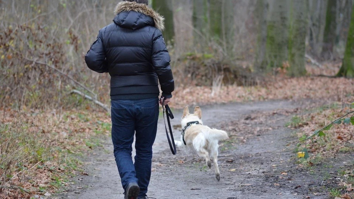 Illustration : "2 personnes essayent d’adopter un chien pour la période de confinement"