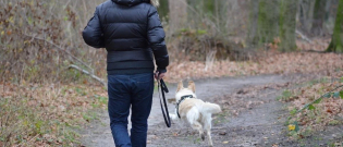 Illustration : "2 personnes essayent d’adopter un chien pour la période de confinement"
