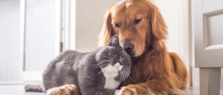 Illustration : "Que devient votre animal en cas de divorce ?"