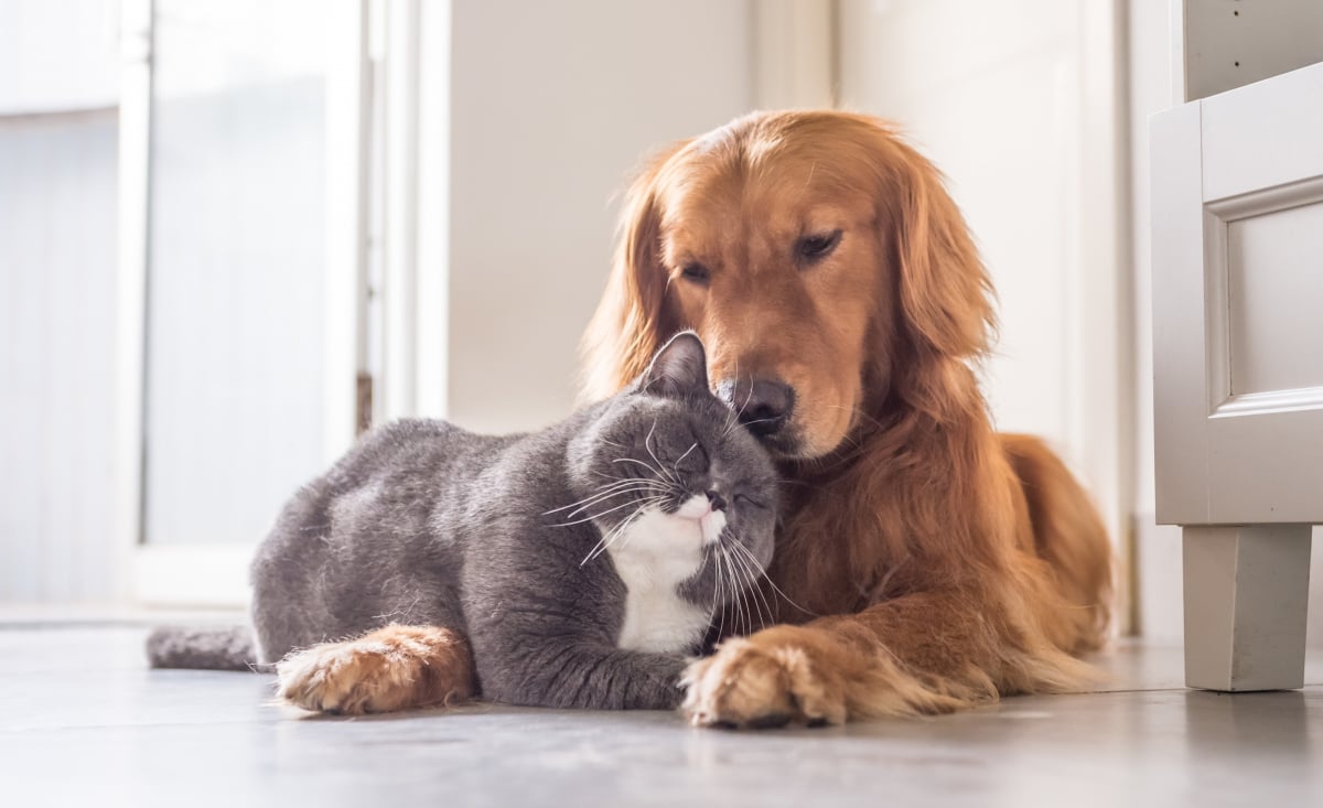 Illustration : "Que devient votre animal en cas de divorce ?"