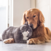 Illustration : Que devient votre animal en cas de divorce ?