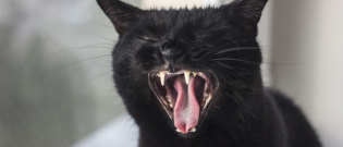 Illustration : "10 choses que votre chat vous dirait s'il pouvait parler pendant le confinement"