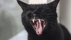 Illustration : "10 choses que votre chat vous dirait s'il pouvait parler pendant le confinement"