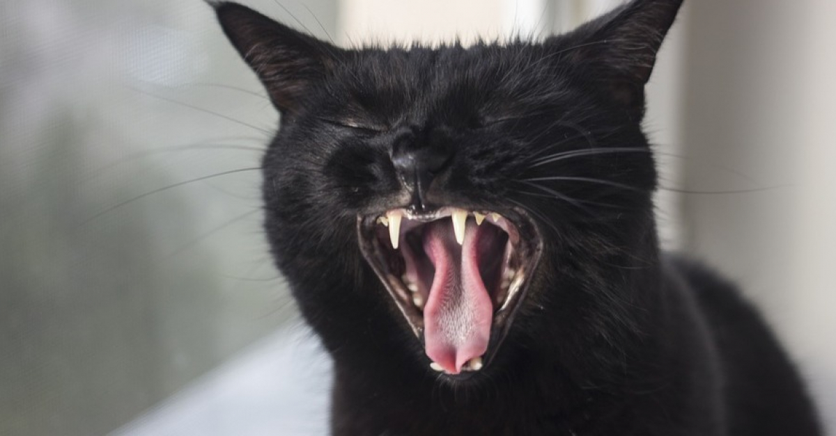 10 choses que votre chat vous dirait s'il pouvait parler
