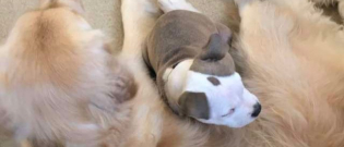 Illustration : "Ce chiot choisit les chiens les plus douillets et s’en sert comme lits"