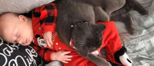 Illustration : "En rencontrant son frère, cette chatte à découvert ce qu'était le véritable amour ! "