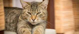 Illustration : "Une pension pour chats offre ses services aux propriétaires atteints du Covid-19"