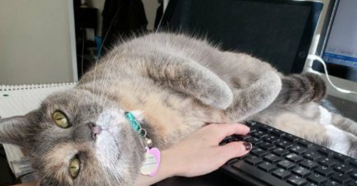 16 chats et chiens adeptes du télétravail pendant le