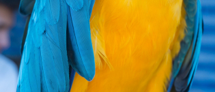 Illustration : "La mue chez les oiseaux de compagnie"