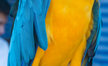 Illustration : "La mue chez les oiseaux de compagnie"