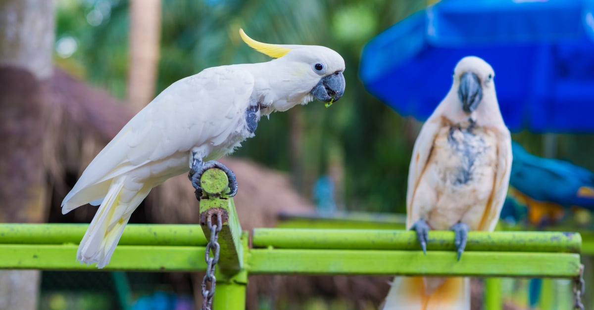 La reproduction chez les oiseaux