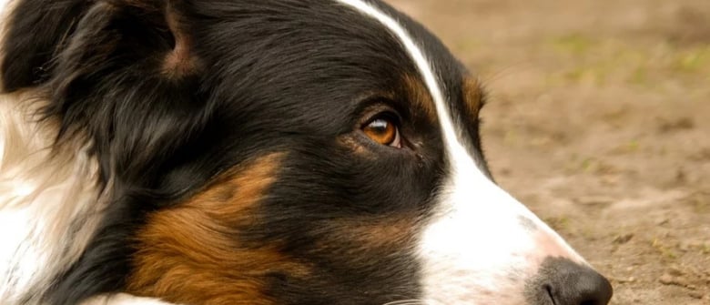 Malgre Le Confinement Il Paie 600 Euros Et Recupere Son Chien Perdu A 450 Km De Chez Lui Malgre Le Confinement Il Paie 600 Euros Et Recupere Son Chien Perdu A 450 Km De Chez Lui