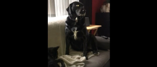 Illustration : "Ce chien n’aime pas qu’on touche à « son » chat, même pas quand c’est leur maître (vidéo)"