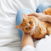 Illustration : Les successions et les animaux de compagnie