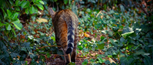 Illustration : "Votre chat a tendance à fuguer ? Accordez-lui plus d’attention"