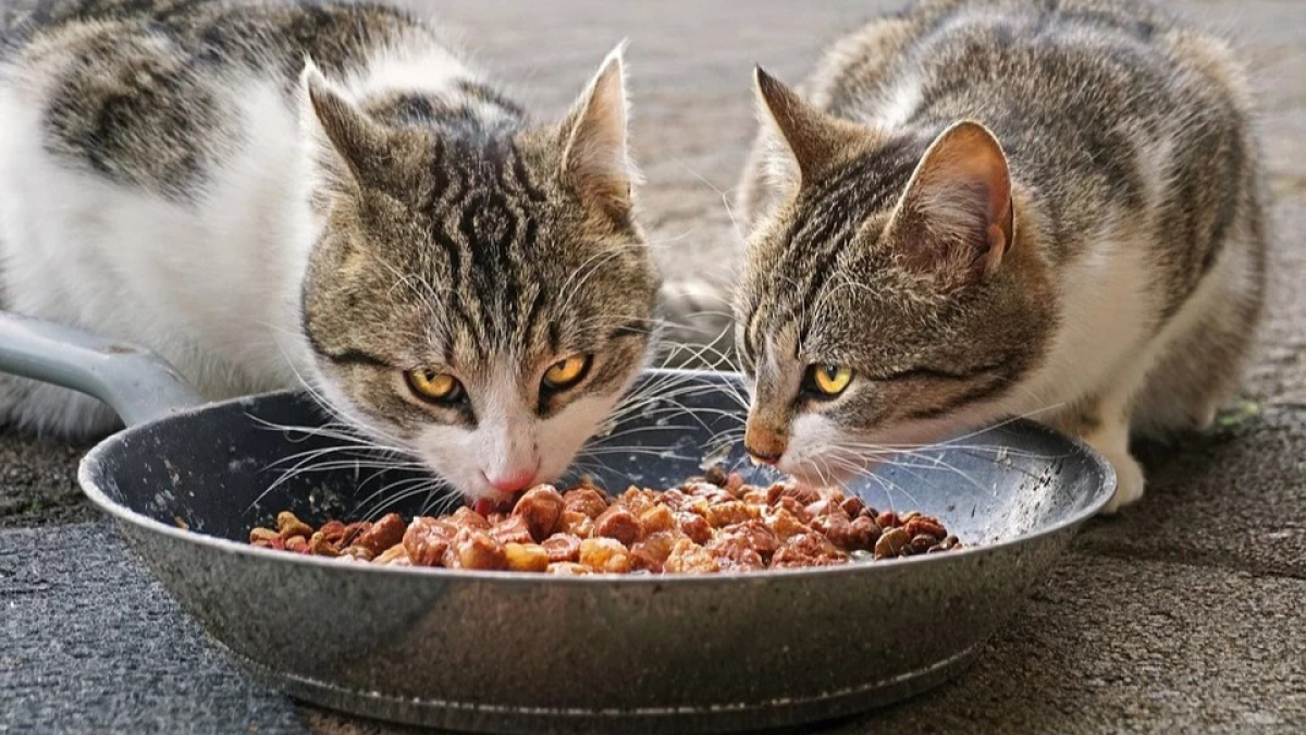 Illustration : "Bénévoles verbalisés en nourrissant les chats errants : la Fondation 30 Millions d’Amis lance un cri d’appel"