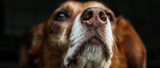 Illustration : "Covid-19 : Des chiens seront entraînés à détecter le virus au Royaume-Uni"