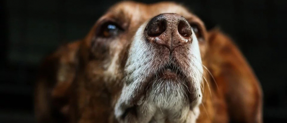 Illustration : "Covid-19 : Des chiens seront entraînés à détecter le virus au Royaume-Uni"