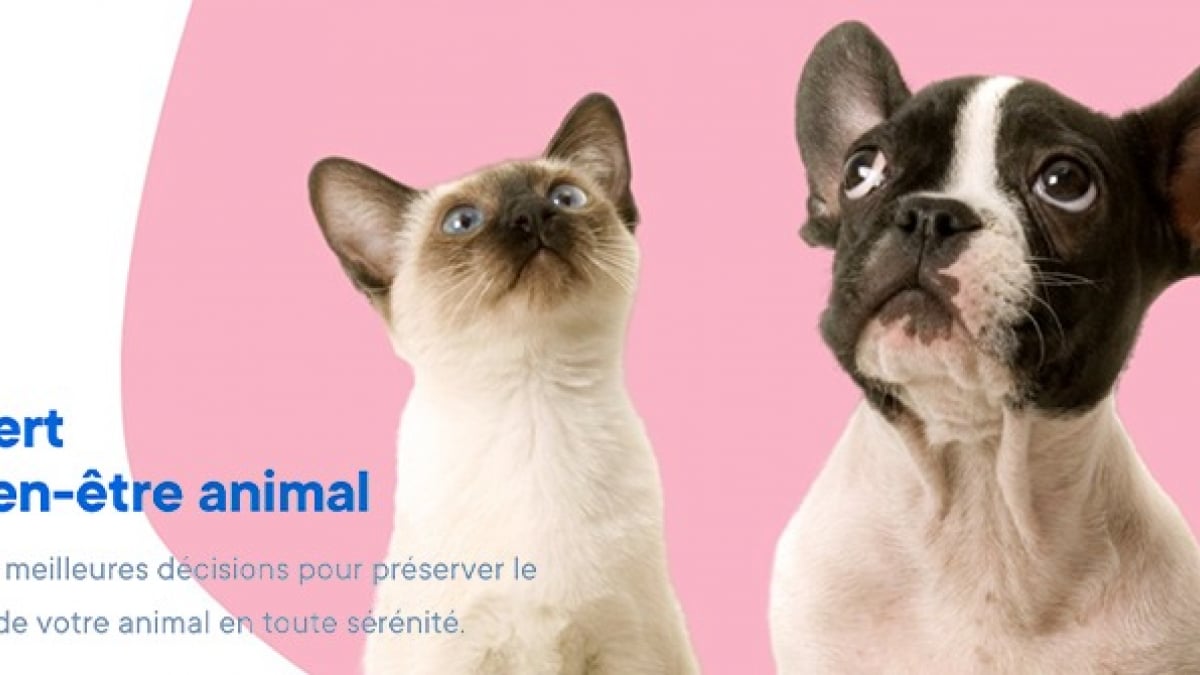 Illustration : "Animoscope lance Veto-Check un service en ligne pour analyser les symptômes de votre chien ou chat"