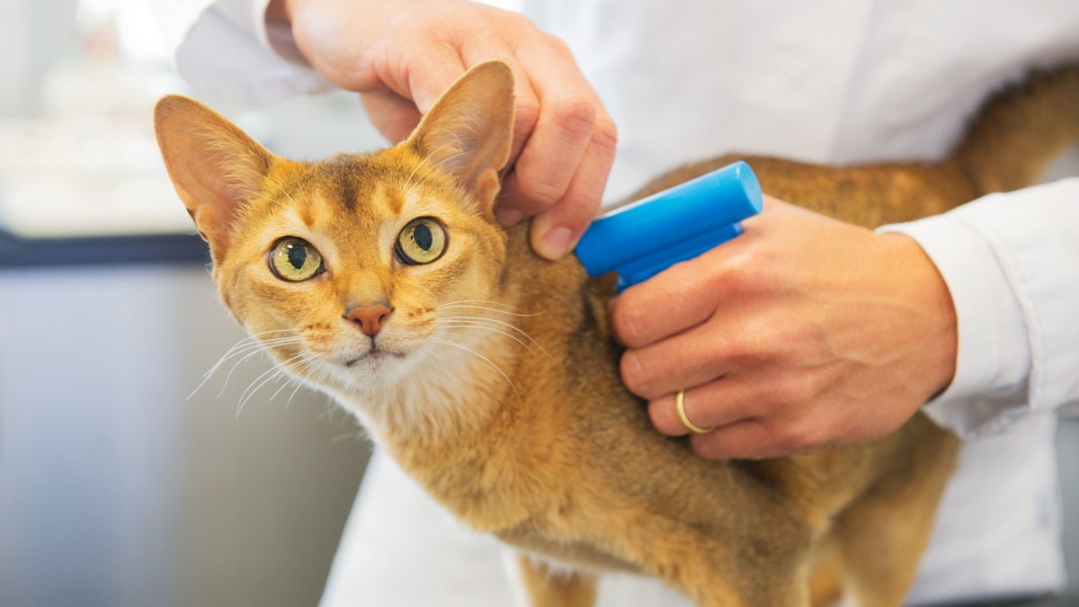 Illustration : "Covid-19 : Un chat, testé positif, n’inquiète pas les professionnels de la santé"