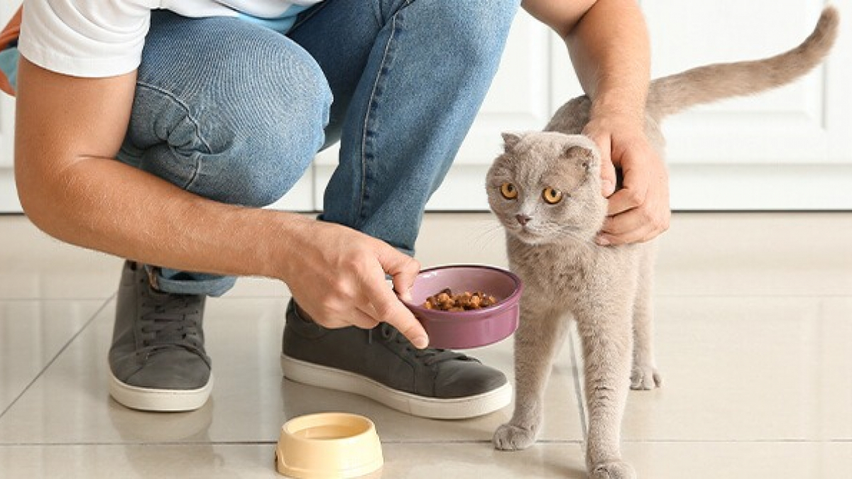 Illustration : "8 aliments à donner à son chat pour avoir un beau pelage"