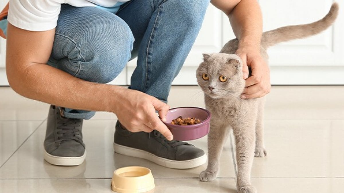 Accessoires pour chat : les 7 indispensables à avoir