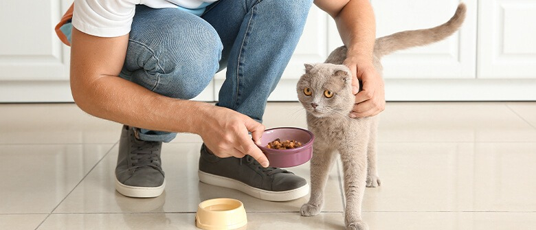 Illustration : "8 aliments à donner à son chat pour avoir un beau pelage"