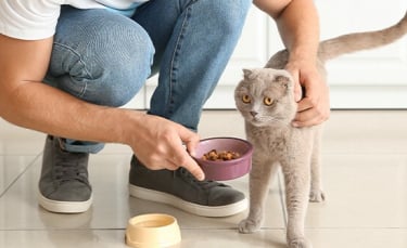 Illustration : "8 aliments à donner à son chat pour avoir un beau pelage"