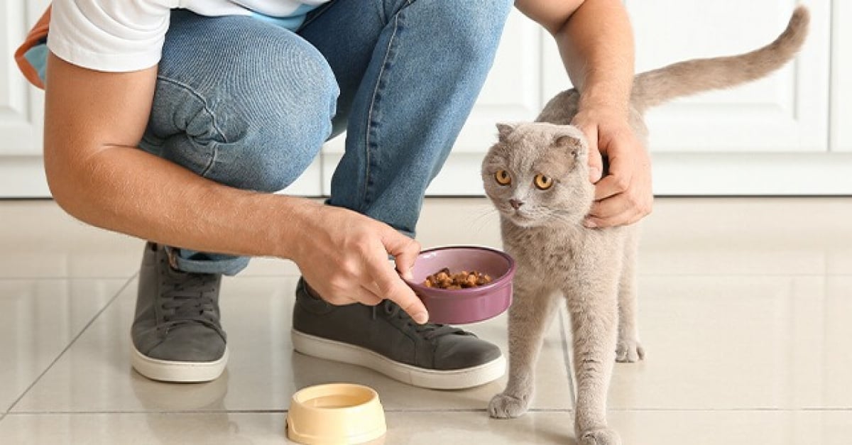 8 Aliments A Donner A Son Chat Pour Avoir Un Beau Pelage