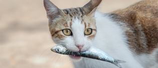 Illustration : "10 aliments dangereux pour le chat"