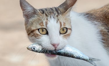 Illustration : "10 aliments dangereux pour le chat"