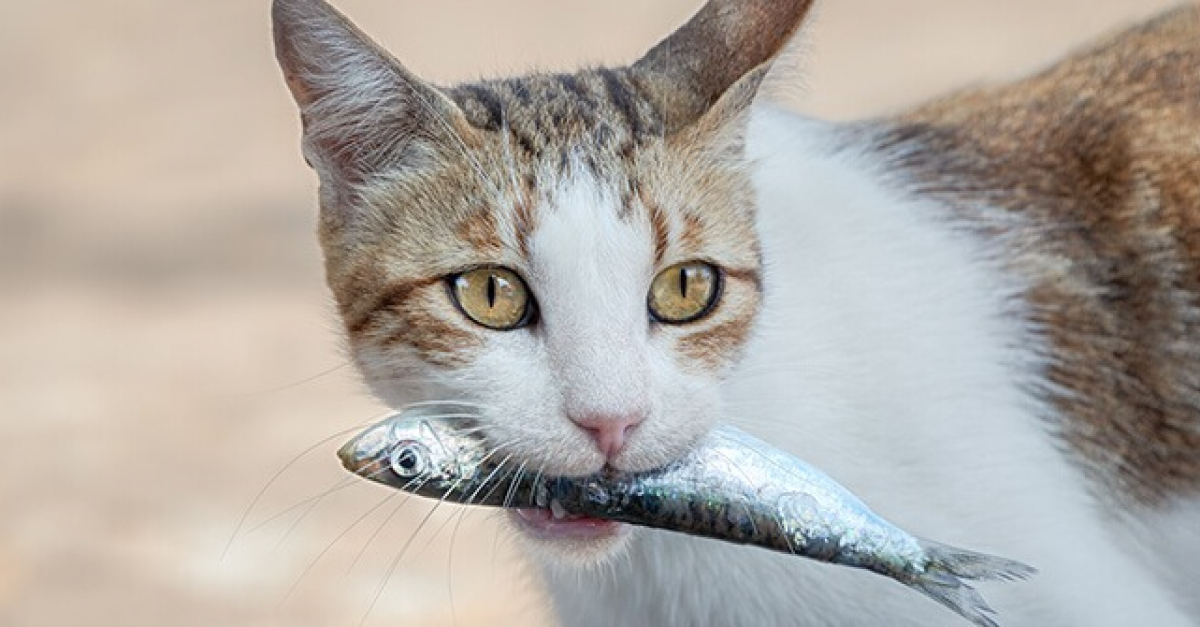 Le Chat Le Plus Dangereux Du Monde 10 aliments dangereux pour le chat