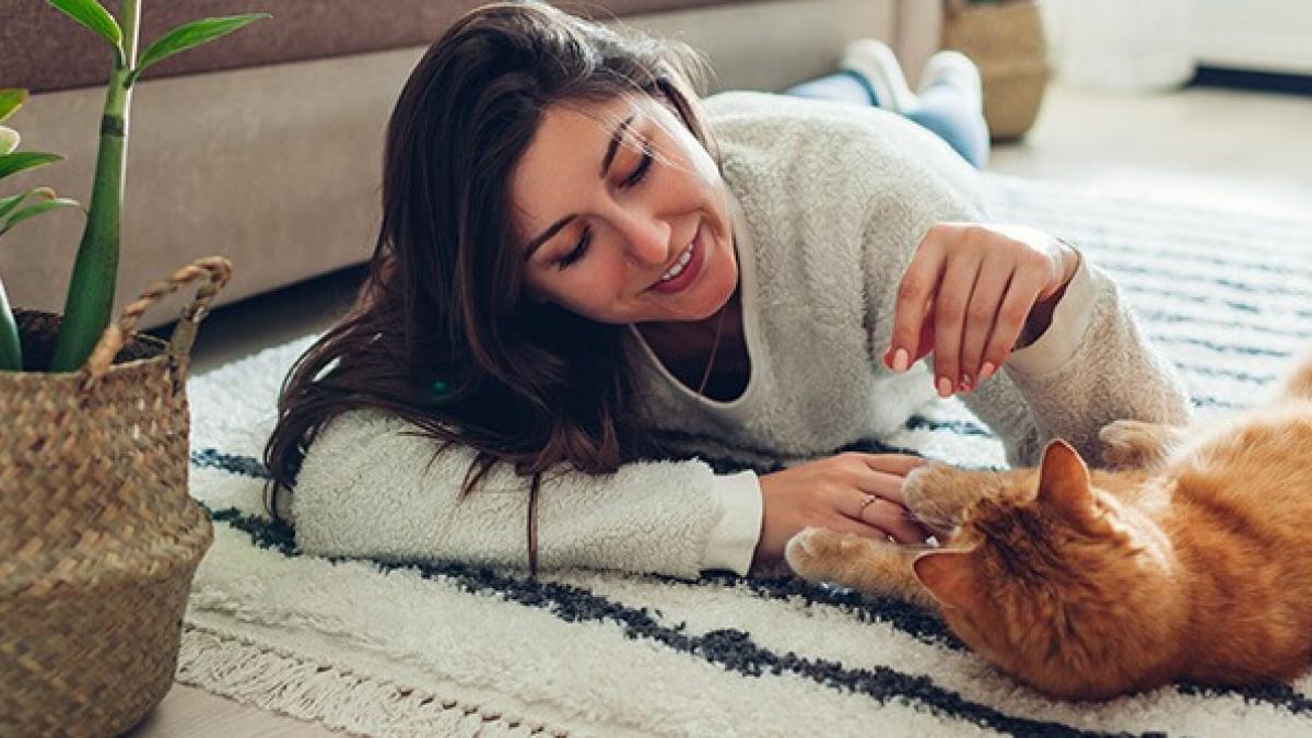 Illustration : "8 idées pour occuper son chat d'intérieur"