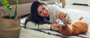 Illustration : "8 idées pour occuper son chat d'intérieur"