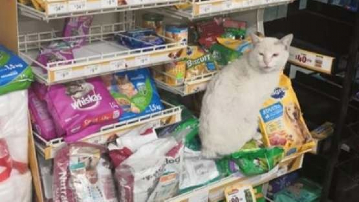 Illustration : "Ce chat s’installe tous les jours devant un magasin avec un objectif : recevoir un cadeau !"