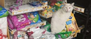 Illustration : "Ce chat s’installe tous les jours devant un magasin avec un objectif : recevoir un cadeau !"