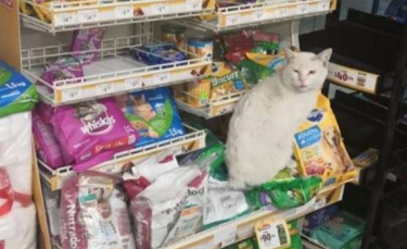 Illustration : "Ce chat s’installe tous les jours devant un magasin avec un objectif : recevoir un cadeau !"