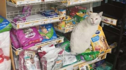 Illustration : Ce chat s’installe tous les jours devant un magasin avec un objectif : recevoir un cadeau !