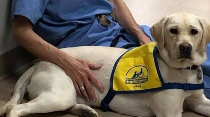 Illustration : Ce futur chien d’assistance réconforte le personnel hospitalier qui mène le combat contre le coronavirus