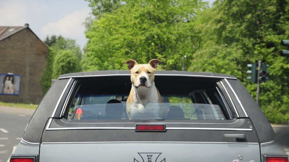 Illustration : "Un chien arrêté au volant d’une voiture, son maître, drogué, lui apprenait à conduire"