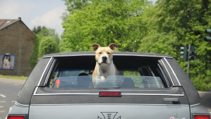 Illustration : "Un chien arrêté au volant d’une voiture, son maître, drogué, lui apprenait à conduire"