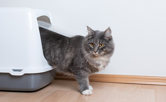 7 Astuces Pour Cacher La Litiere De Votre Chat