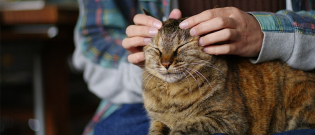 Illustration : "7 techniques pour masser son chat"