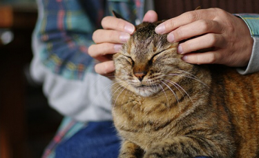 Illustration : "7 techniques pour masser son chat"
