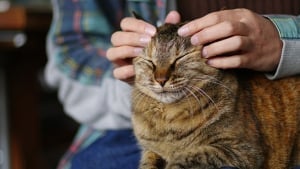 Illustration : 7 techniques pour masser son chat