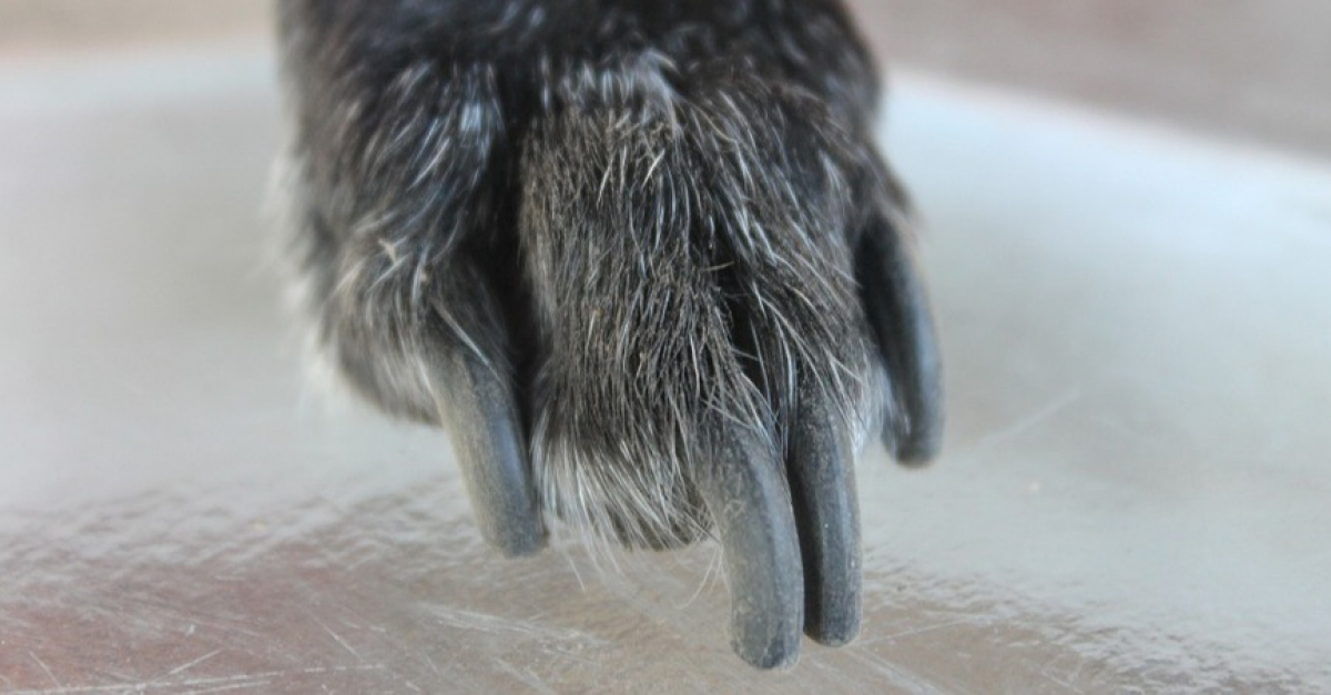 Quel Animal Possède Les Plus Longues Griffes 5 faits intéressants à propos des griffes du chien