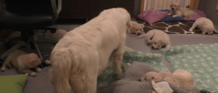 Illustration : "Cette maman chien apprend la patience et la discipline à ses chiots (vidéo)"